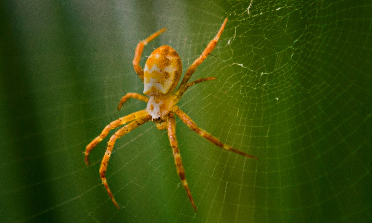 pexels-markb-106690